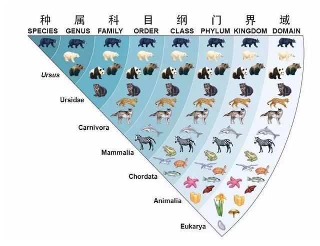 The concept of Taxonomy