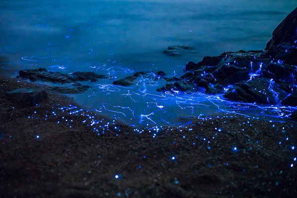 Stars falling on the beach - bioluminescence