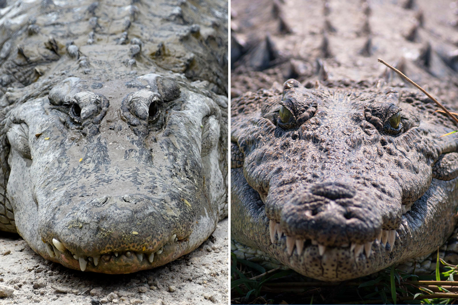 How to distinguish the members of crocodilians？