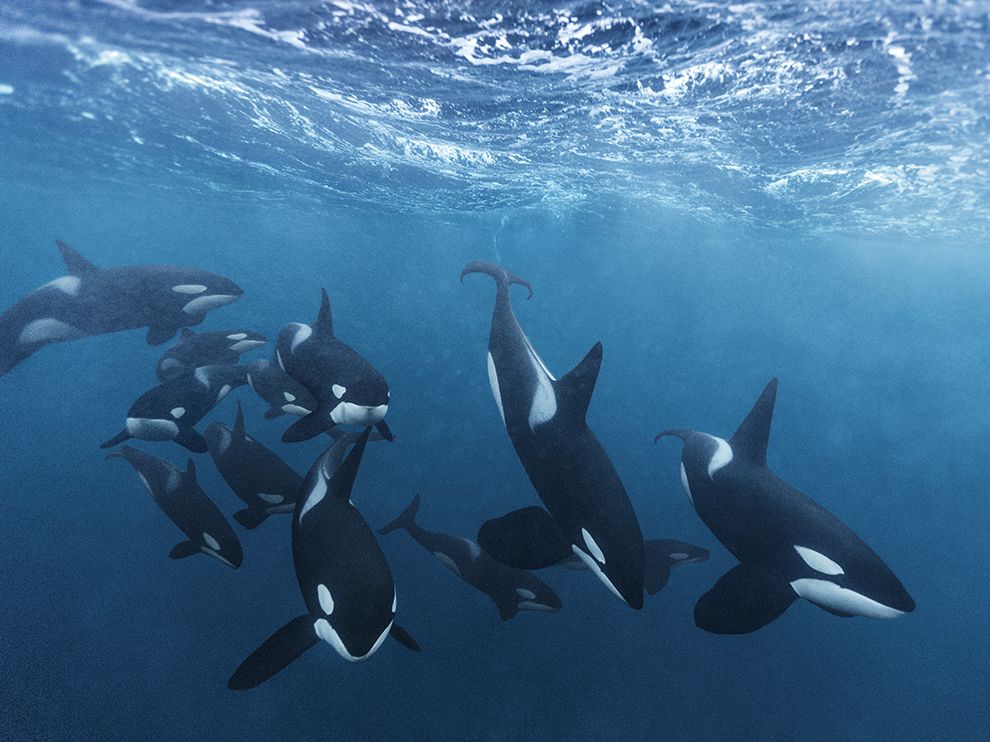 the culture of Orca Whales' voice